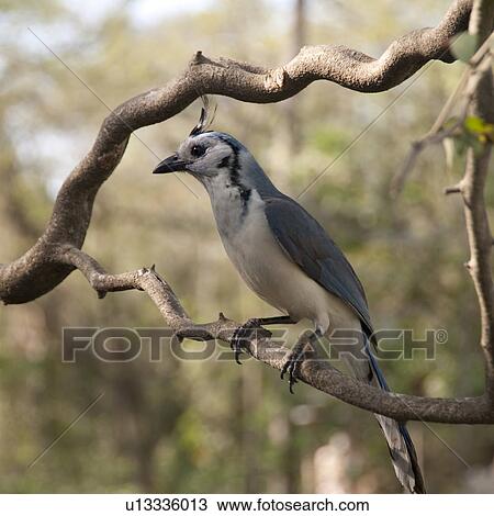 Birds in Costa Rica View Large Photo Image Stock Image - Birds in Costa Rica. Fotosearch