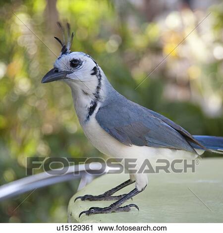 Birds in Costa Rica View Large Photo Image Stock Image - Birds in Costa Rica. Fotosearch