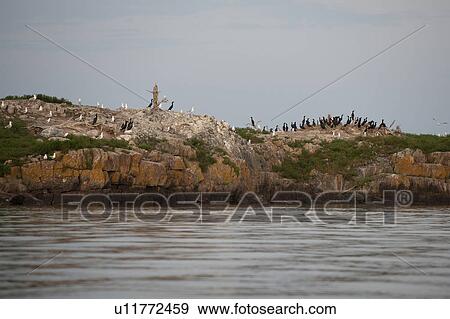 Stock Photo - Birds resting on a rock island at Lake of the Woods, Ontario. Fotosearch
