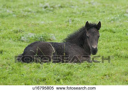 Stock Photography - Black Icelandic horse lying down in the pasture. Fotosearch