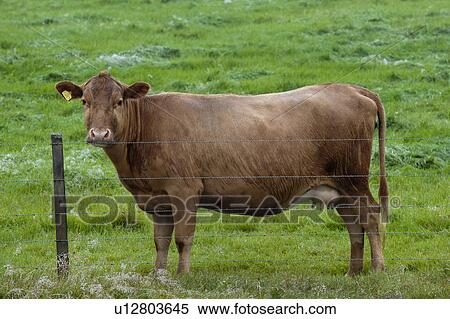 Stock Photography - Brown cow standing behind a barbed wire fence, in a pasture. Fotosearch