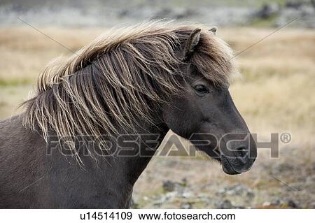 Stock Photo - Brown Icelandic horse head in a pasture. Fotosearch