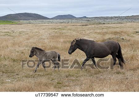 Stock Photo - Brown Icelandic horses, mare and foal, in pasture with mountains faraway. Fotosearch