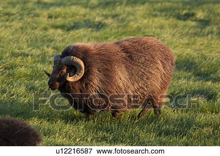 Brown Icelandic sheep with large curled horn in a pasture View Large Photo Image Stock Photo - Brown Icelandic sheep with large curled horn in a pasture. Fotosearch