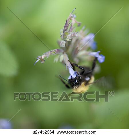 Picture - Bumble bee on a flower in Lake of the Woods, Ontario. Fotosearch