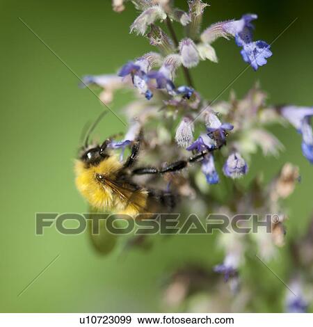 Stock Photo - Bumble bee on a flower in Lake of the Woods, Ontario. Fotosearch