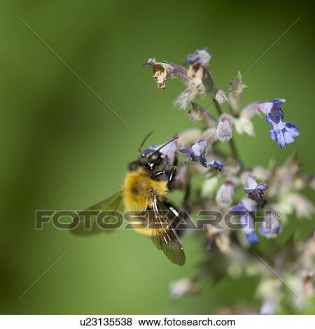 Bumble bee on a flower in Lake of the Woods, Ontario View Large Photo Image Stock Photo - Bumble bee on a flower in Lake of the Woods, Ontario. Fotosearch
