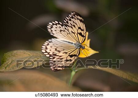 Stock Image - Butterfly at the Butterfly Palace in Branson, Missouri. Fotosearch