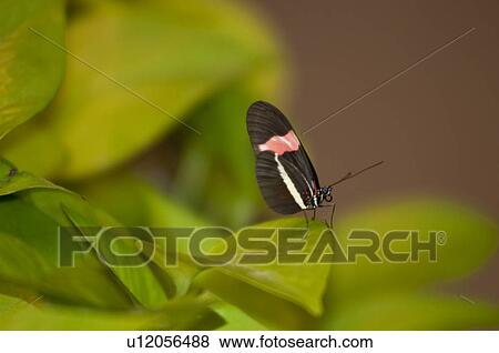 Stock Photo - Butterfly at the Butterfly Palace in Branson, Missouri. Fotosearch