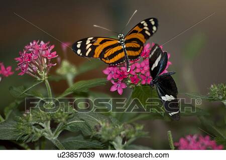 Butterfly at the Butterfly Palace in Branson, Missouri View Large Photo Image Stock Photo - Butterfly at the Butterfly Palace in Branson, Missouri. Fotosearch