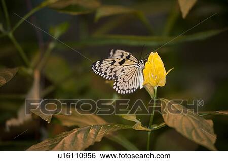 Stock Photograph - Butterfly at the Butterfly Palace in Branson, Missouri. Fotosearch