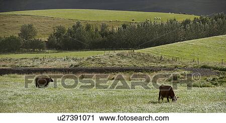 Stock Image - Cattle grazing on hilly pastureland . Fotosearch