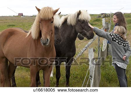 Chestnut and brown Icelandic horses having faces rubbed over a fence by two girls View Large Photo Image Stock Photography - Chestnut and brown Icelandic horses having faces rubbed over a fence by two girls. Fotosearch