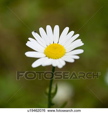Close up of a daisy at Lake of the Woods, Ontario View Large Photo Image Stock Photograph - Close up of a daisy at Lake of the Woods, Ontario. Fotosearch