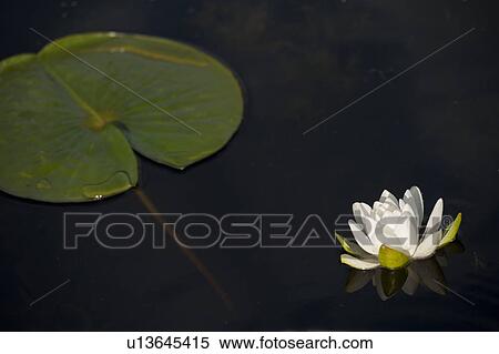 Stock Photography - Close up of a water lily at Lake of the Woods, Ontario. Fotosearch