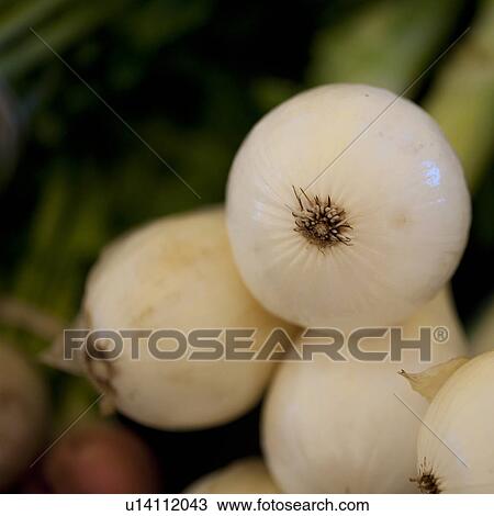 Stock Image - Close up of garden fresh onions. Fotosearch