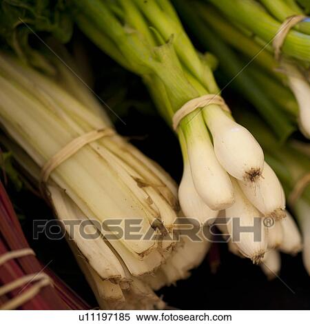 Stock Photography - Close up of garden fresh onions. Fotosearch