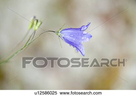 Close up of purple wildflower at Lake of the Woods, Ontario View Large Photo Image Stock Photography - Close up of purple wildflower at Lake of the Woods, Ontario. Fotosearch