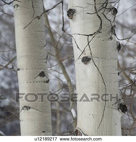 Stock Photo - Close up of tree trunk in Vail, Colorado. Fotosearch