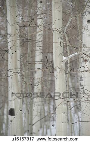 Close up of trees in Vail, Colorado View Large Photo Image Stock Photo - Close up of trees in Vail, Colorado. Fotosearch
