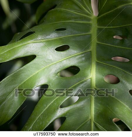 Stock Image - Close up of vegetation in Costa Rica. Fotosearch