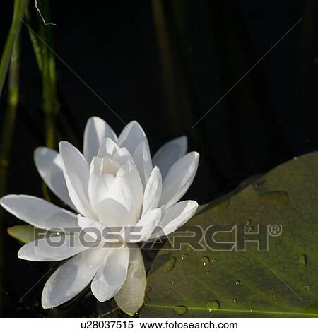Close up of water lily at Lake of the Woods, Ontario View Large Photo Image Stock Photography - Close up of water lily at Lake of the Woods, Ontario. Fotosearch