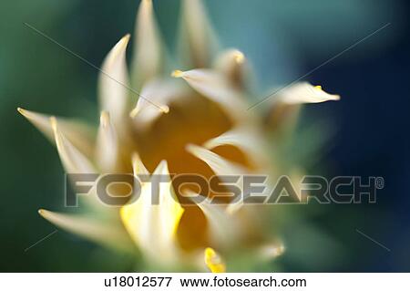 Stock Photo - Close up of wildflower at Lake of the Woods, Ontario. Fotosearch