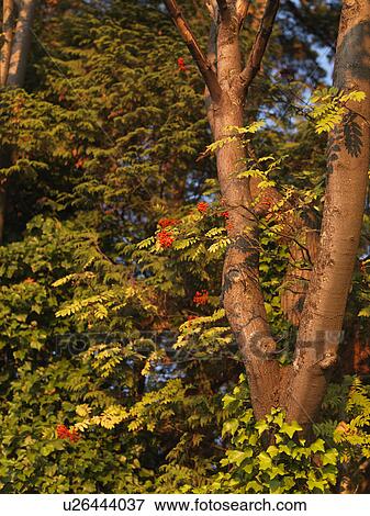 Close up on a tree in Vancouver, British Columbia, Canada View Large Photo Image Stock Photo - Close up on a tree in Vancouver, British Columbia, Canada. Fotosearch