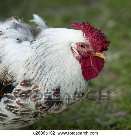 Stock Image - Closeup, chicken with comb and wattle. Fotosearch