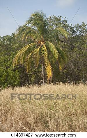 Coconut palm on the forest edge of a grass meadow View Large Photo Image Stock Photo - Coconut palm on the forest edge of a grass meadow. Fotosearch