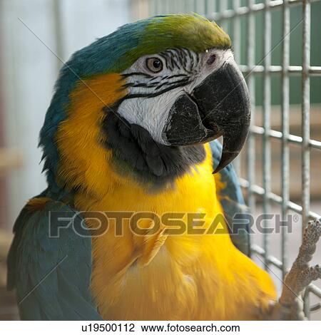 Colourful parrot View Large Photo Image Stock Image - Colourful parrot. Fotosearch