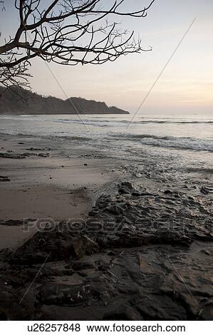 cool evening sunset over the calm beach Costa Rica with bare tree in forefront and peninsula in background View Large Photo Image Stock Photo - cool evening sunset over the calm beach Costa Rica with bare tree in forefront and peninsula in background. Fotosearch