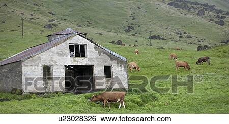 Stock Photograph - Cowshed on rugged hillside with cattle. Fotosearch