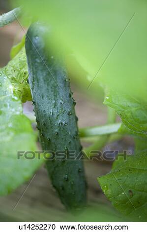 Stock Image - Cucumber growing in a garden at Lake of the Woods, Ontario. Fotosearch