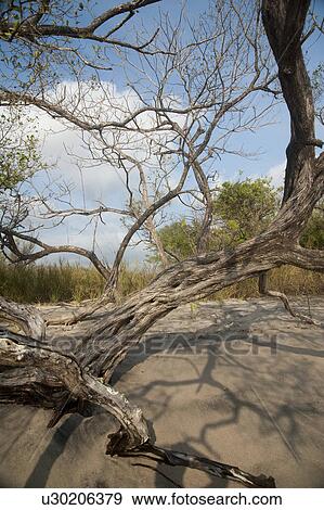 Stock Photo - deadwood on the sand looking up towards the blue sky through the leafless trees from the sandy beach. Fotosearch