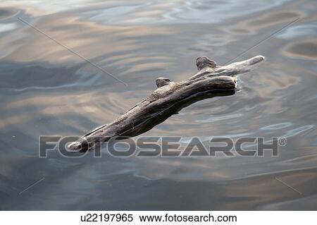 Stock Photography - Driftwood in the water at Lake of the Woods, Ontario. Fotosearch