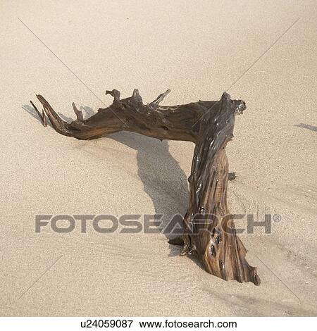 Driftwood on the beach in Costa Rica View Large Photo Image Stock Photo - Driftwood on the beach in Costa Rica. Fotosearch