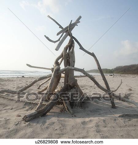 Stock Photo - Driftwood on the beach in Costa Rica. Fotosearch