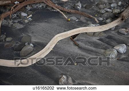Driftwood on the beach View Large Photo Image Stock Image - Driftwood on the beach . Fotosearch