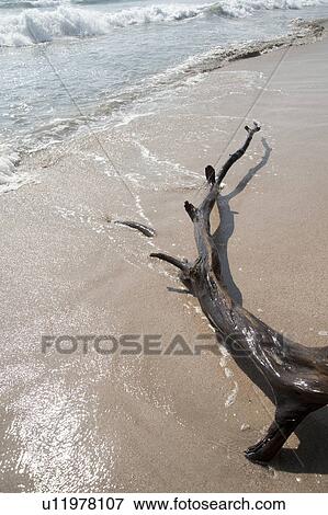 Driftwood on the sandy beach in Costa Rica View Large Photo Image Stock Photo - Driftwood on the sandy beach in Costa Rica. Fotosearch