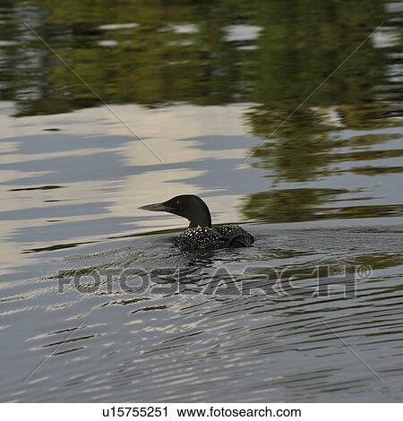 Stock Image - Duck floating on the water at Lake of the Woods, Ontario. Fotosearch
