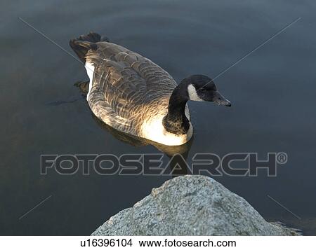 Picture - Duck in Stanley Park in Vancouver, British Columbia, Canada. Fotosearch