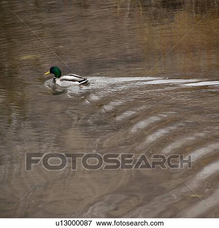 Duck on a lake in Vail, Colorado View Large Photo Image Stock Photo - Duck on a lake in Vail, Colorado. Fotosearch