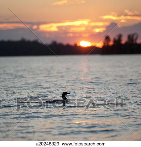Stock Photo - Duck on the water at dusk in Lake of the Woods, Ontario. Fotosearch