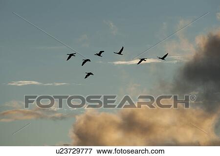 Stock Photo - Ducks in flight over Lake of the Woods, Ontario. Fotosearch