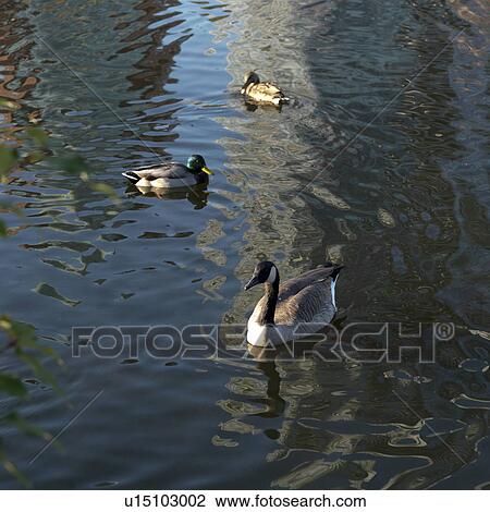 Stock Image - Ducks in Stanley Park in Vancouver, British Columbia, Canada. Fotosearch