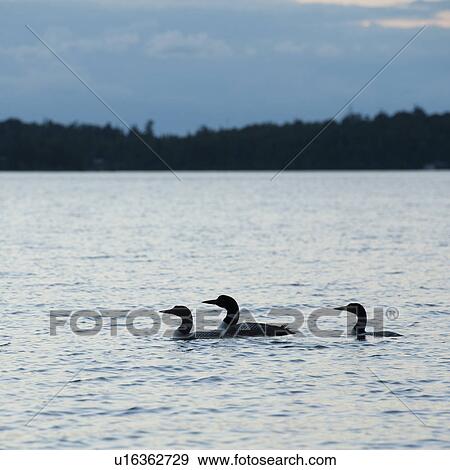 Ducks on the water at dusk in Lake of the Woods, Ontario View Large Photo Image Stock Photo - Ducks on the water at dusk in Lake of the Woods, Ontario. Fotosearch