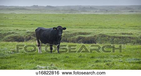 Stock Photograph - Ear tagged cow in rugged rural grass pasture. Fotosearch