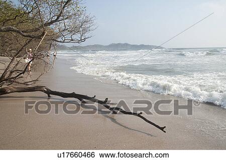 Edge of the forest at the beach with driftwood on the sand View Large Photo Image Stock Photograph - Edge of the forest at the beach with driftwood on the sand . Fotosearch