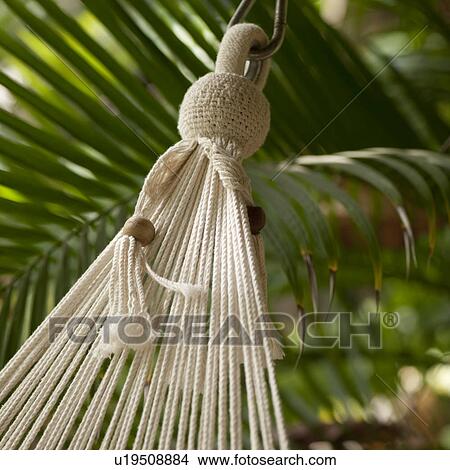 End cords of a hanging hammock in Costa Rica View Large Photo Image Picture - End cords of a hanging hammock in Costa Rica. Fotosearch